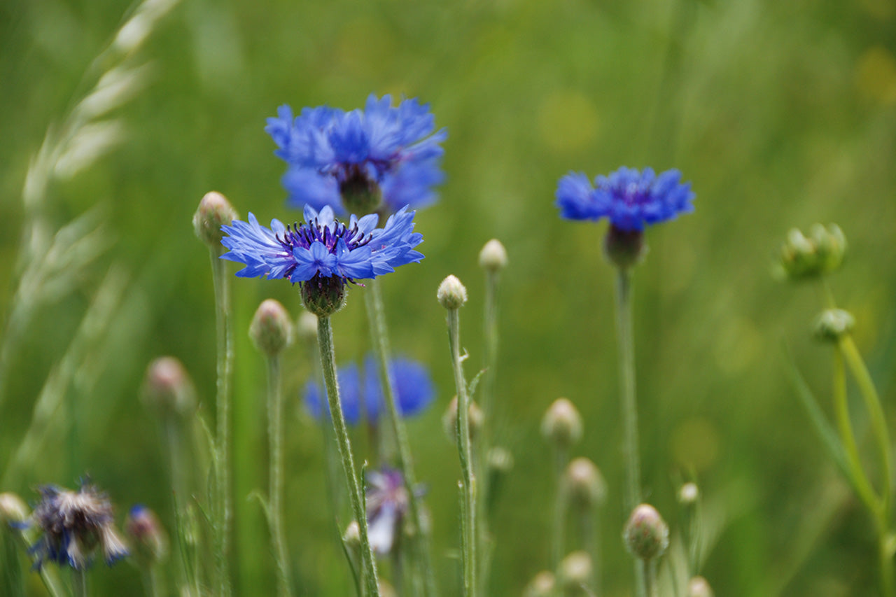 How to sow Cornflower seeds? All We Seed All we seed
