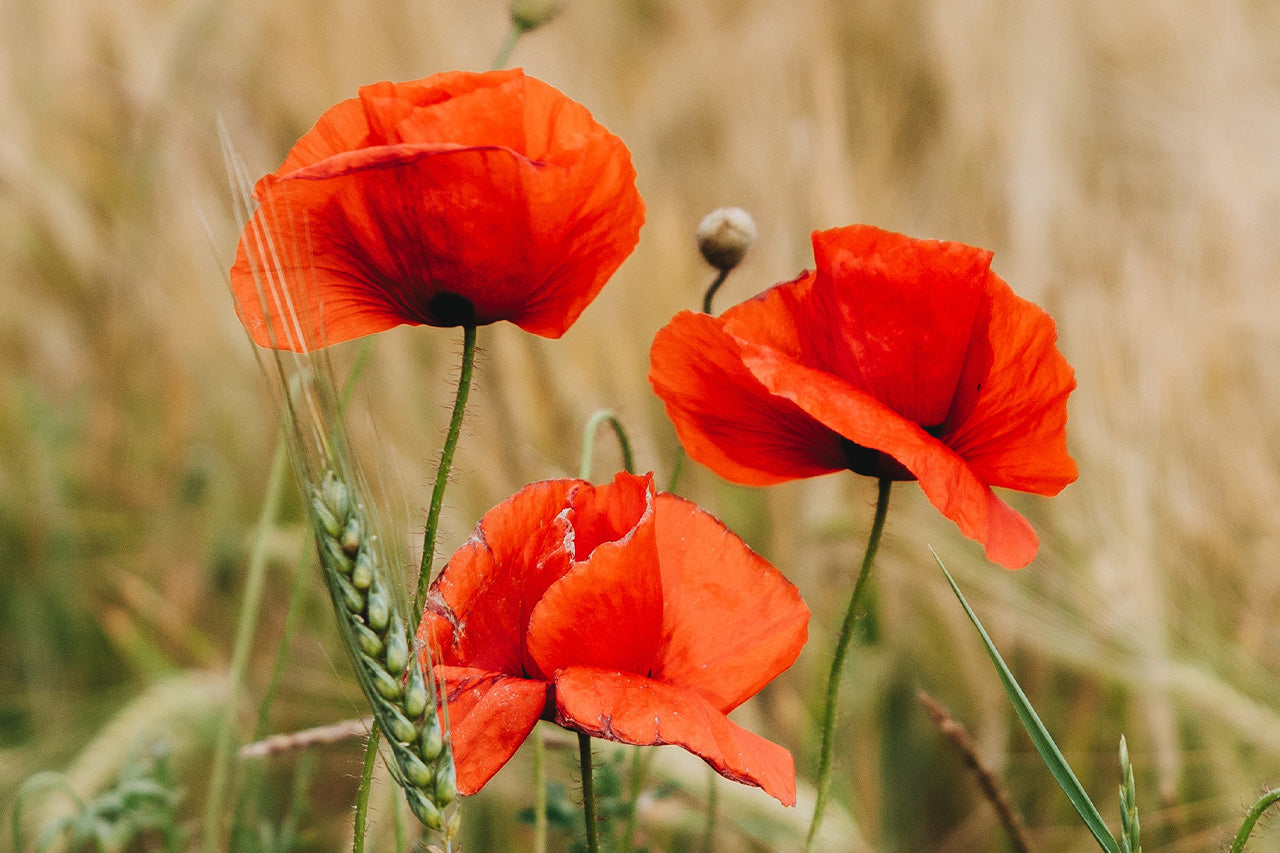 How to sow Poppy seeds? - All We Seed – All we seed