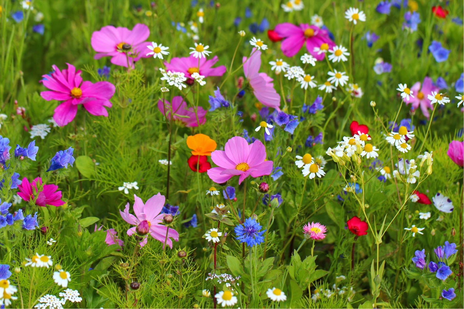 Wildflowers