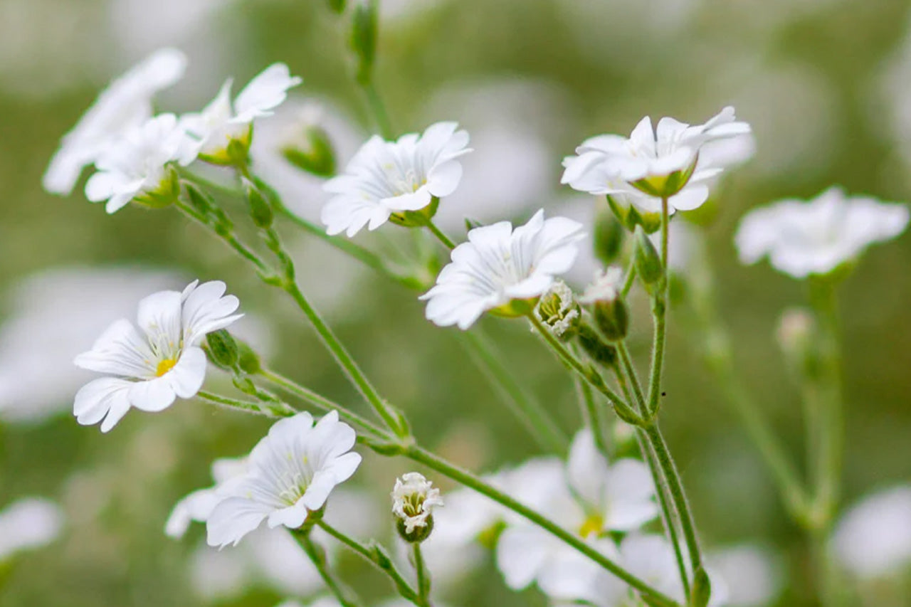 Gypsophila