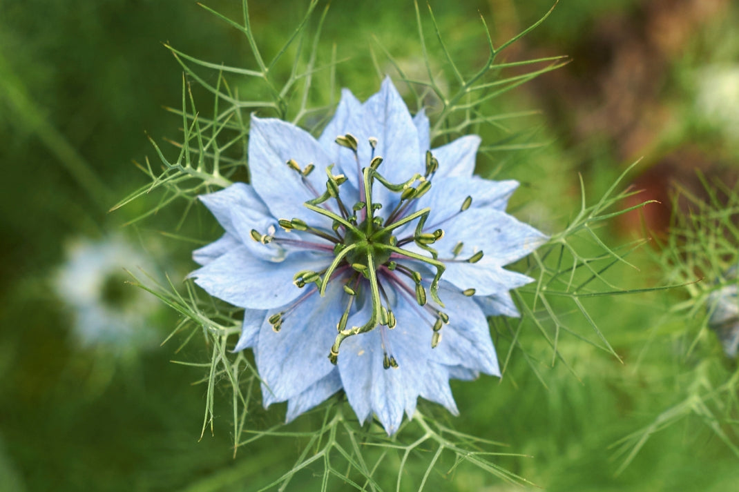 Nigella (Damask Black Cumin)