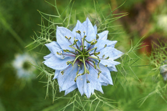 Nigella (Damask Black Cumin)