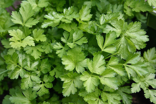 Parsley