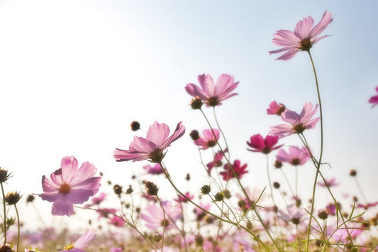 Cosmos Flower Seeds 