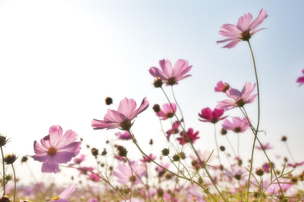 Cosmos Flowers